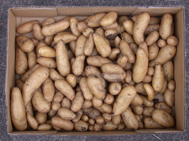 Northern Ireland Potato Festival