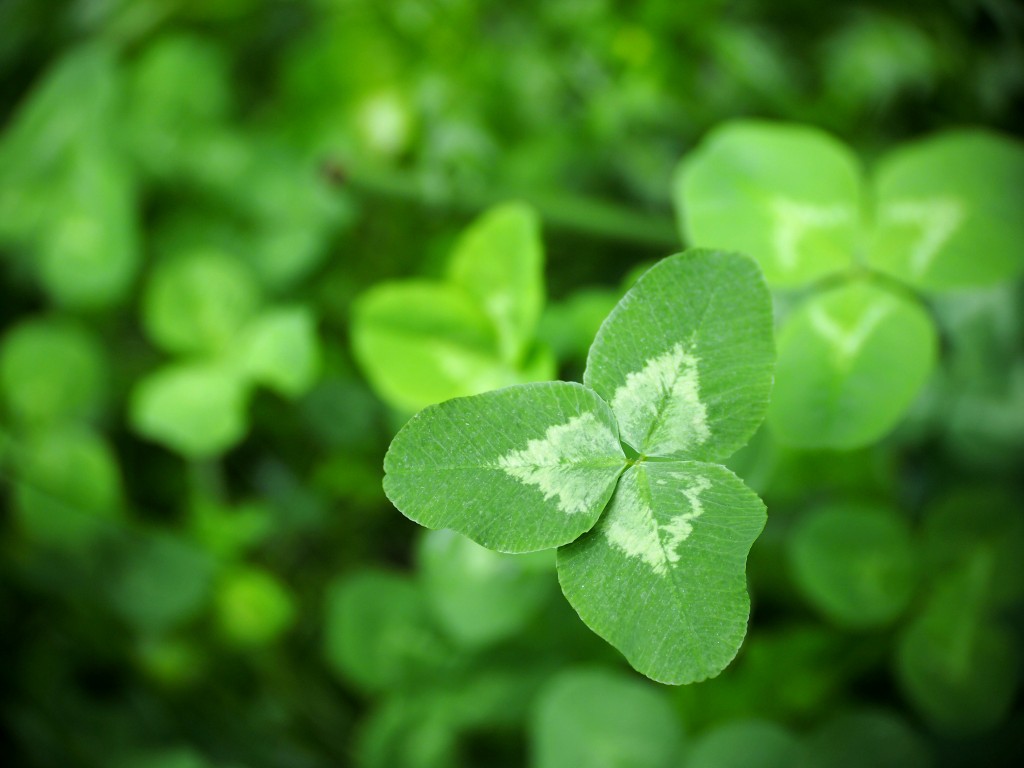 Rolling in Clover – Farmers friend or foe?