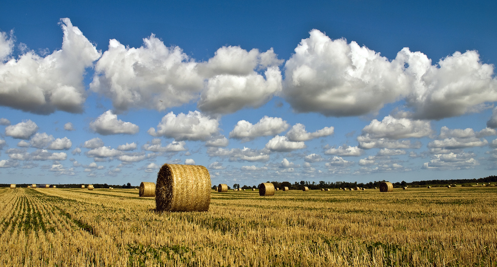 Rural Support – Helping Northern Ireland Farmers