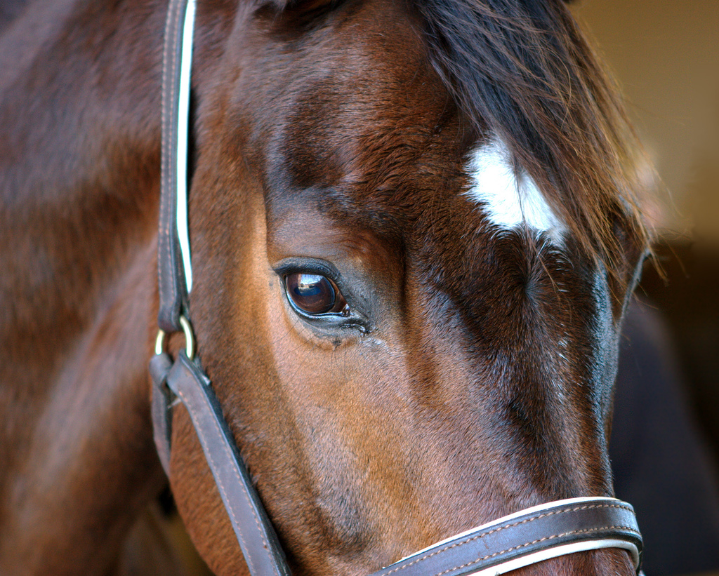 Horses and Motorists – Ballymena