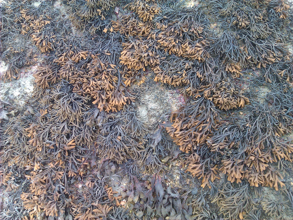 Seaweed – Ballymena ahead of new food trend