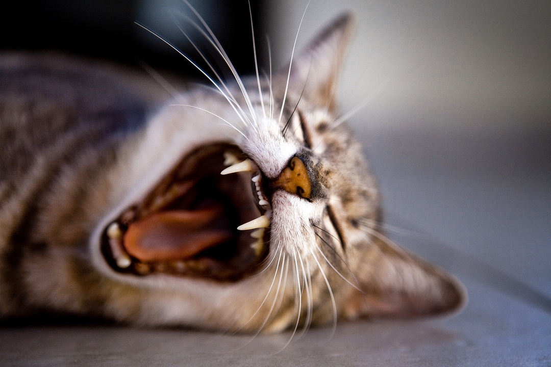 Ballymena vet give advice for cats with mouth ulcers