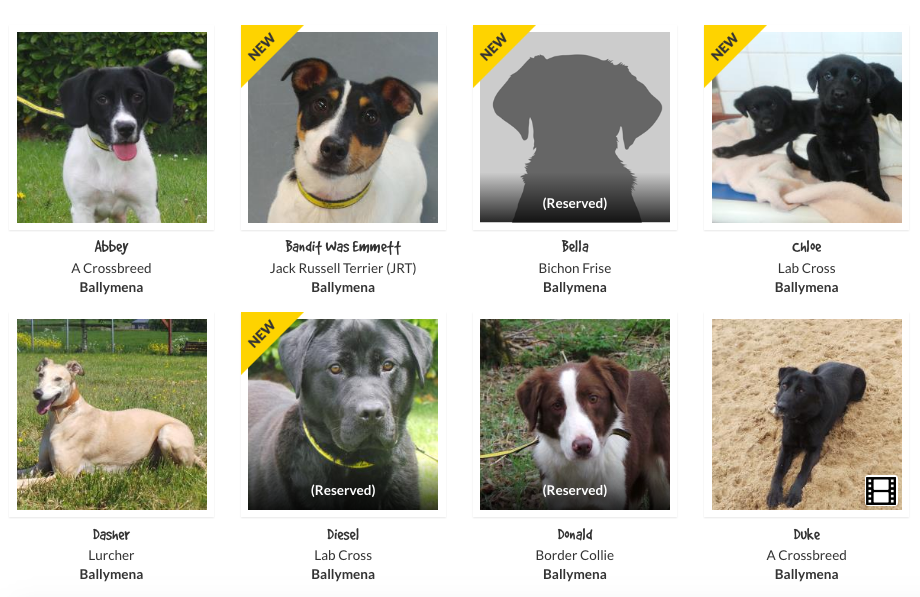 Behaviour Classes – Dogs Trust Ballymena