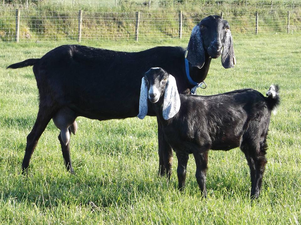 Two Goats Soap