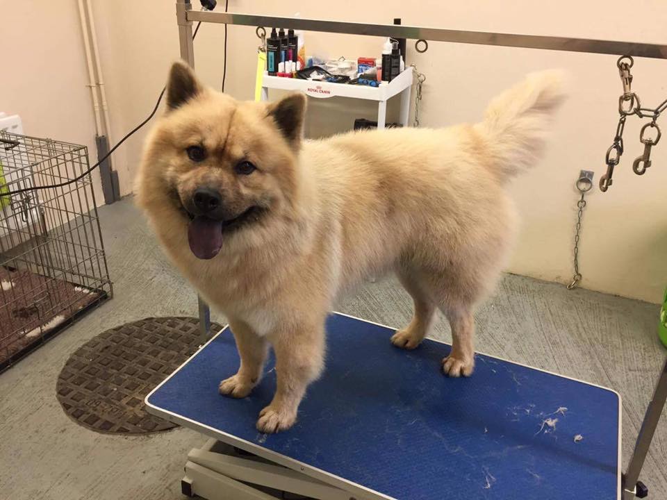 Happy Customers at Grove Vets Spa – Ballymena