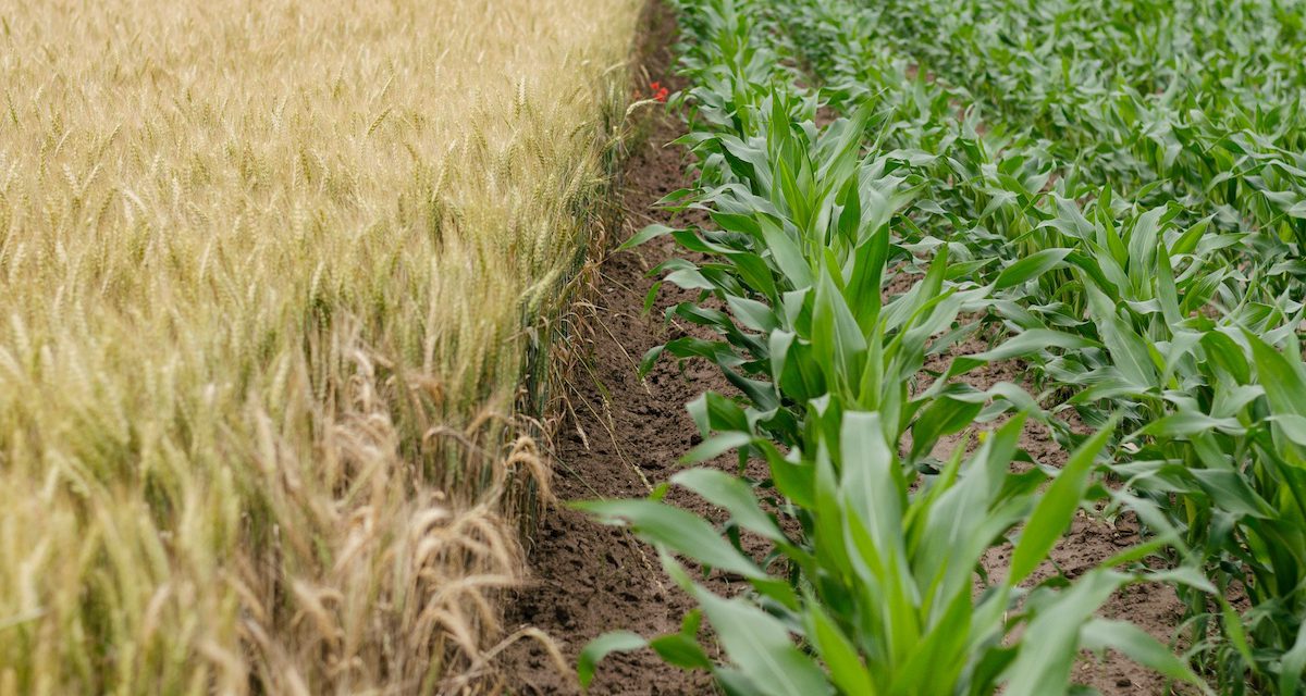 Information night on Brexit and the future of farming