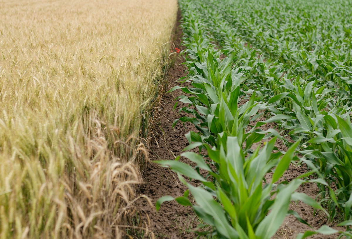 Information night on Brexit and the future of farming