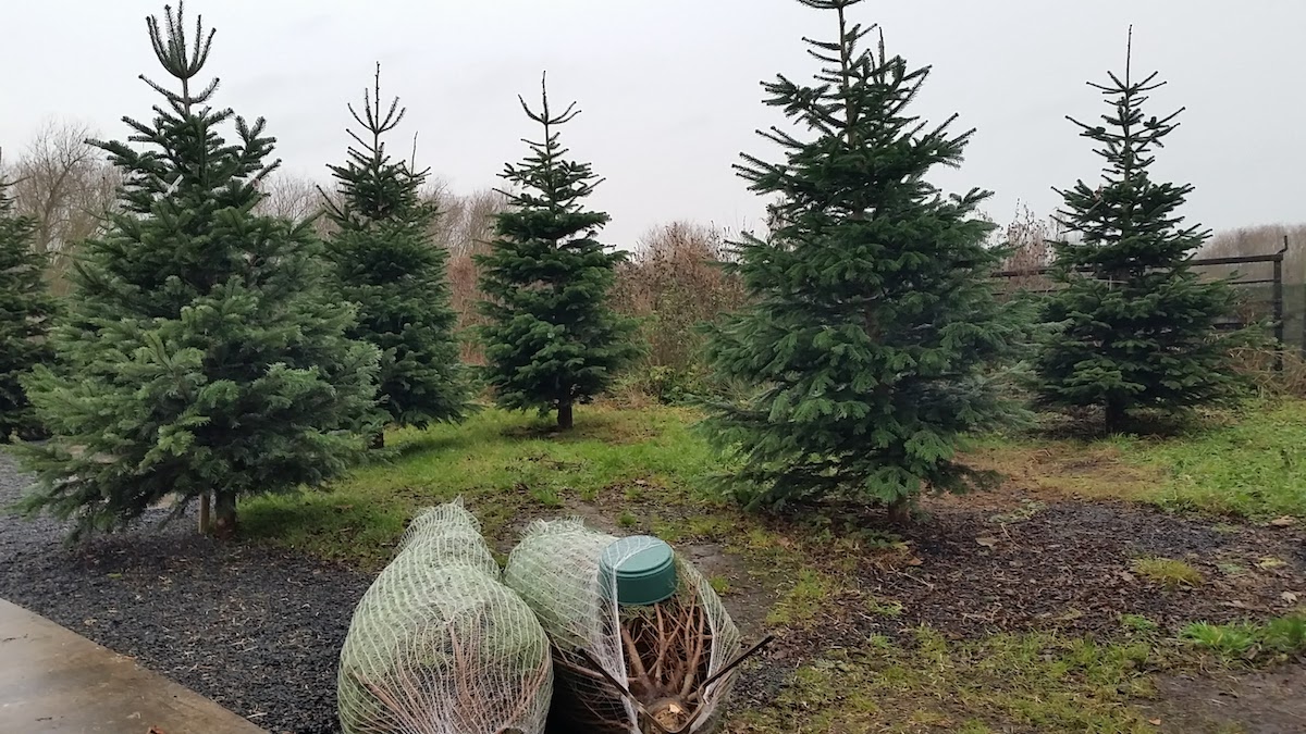 Christmas in Ballymena - Slemish Market Garden