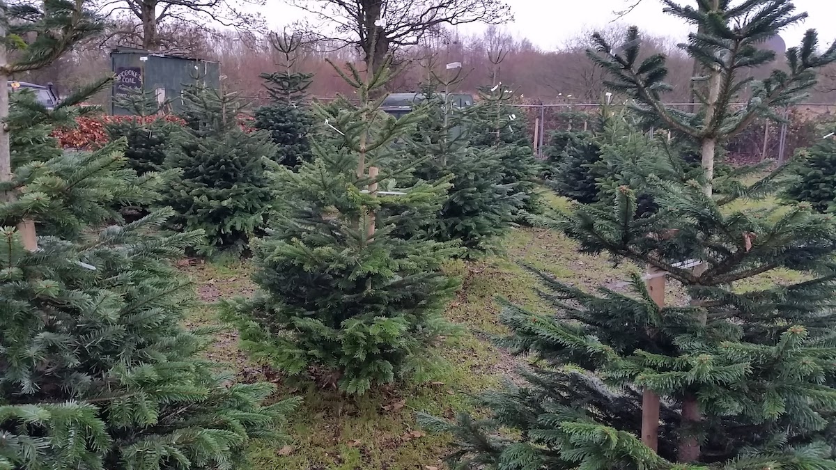 Christmas in Ballymena - Slemish Market Garden