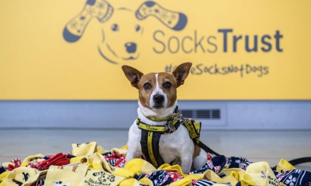 Tis the Season to Give Socks, Not Dogs