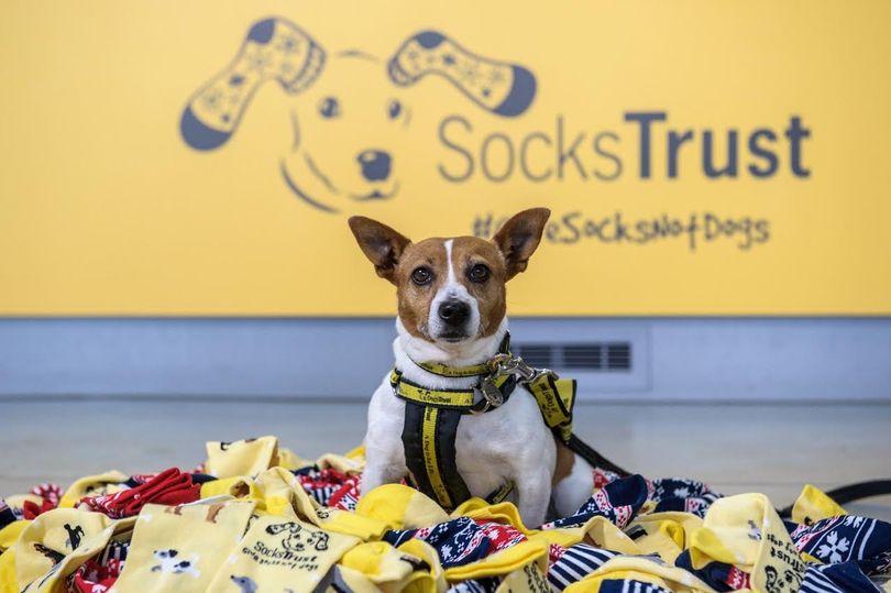 Tis the Season to Give Socks, Not Dogs