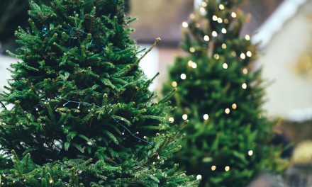 Christmas in Ballymena – Montrose Garden Supplies