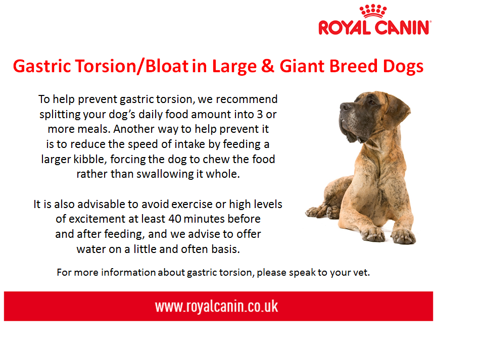 Caring for Big Dogs - Ballymena 