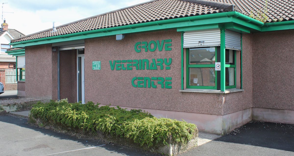 Pets Ballymena – Career advice from Grove Vets