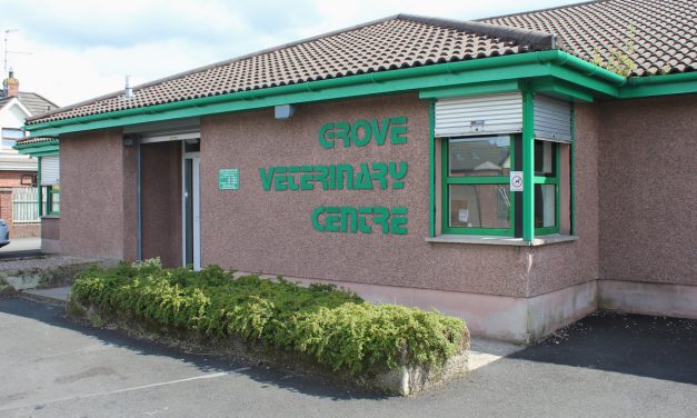 Pets Ballymena – Career advice from Grove Vets