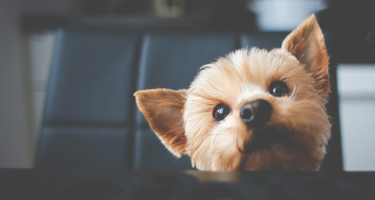 Happy Wednesday – Here are some animals to make you laugh | Ballymena Today Happy Wednesday – Here are some animals to make you laugh | Ballymena Today