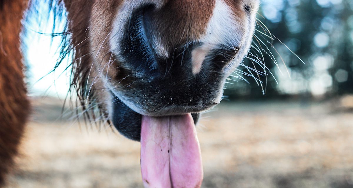 Horses on the road – Ballymena