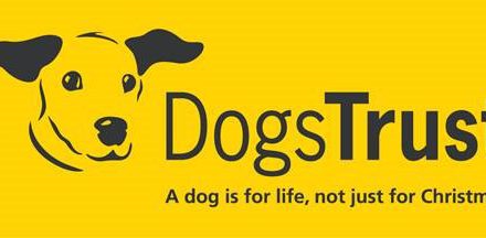 Forever Home For Polly | Dogs Trust Ballymena