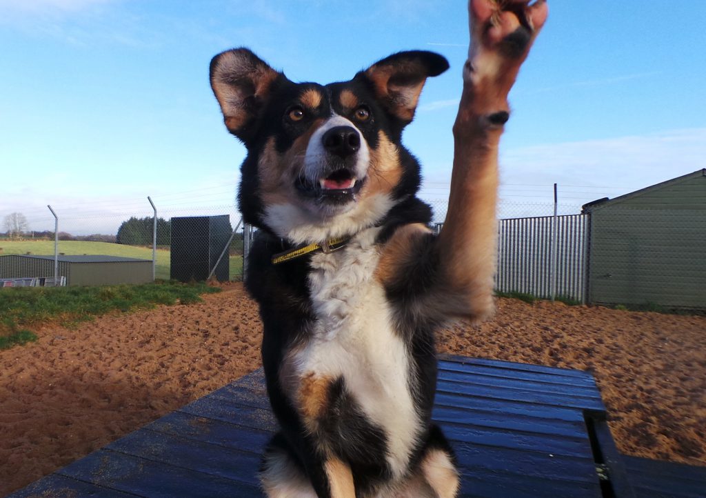 Forever Home For Polly | Dogs Trust Ballymena