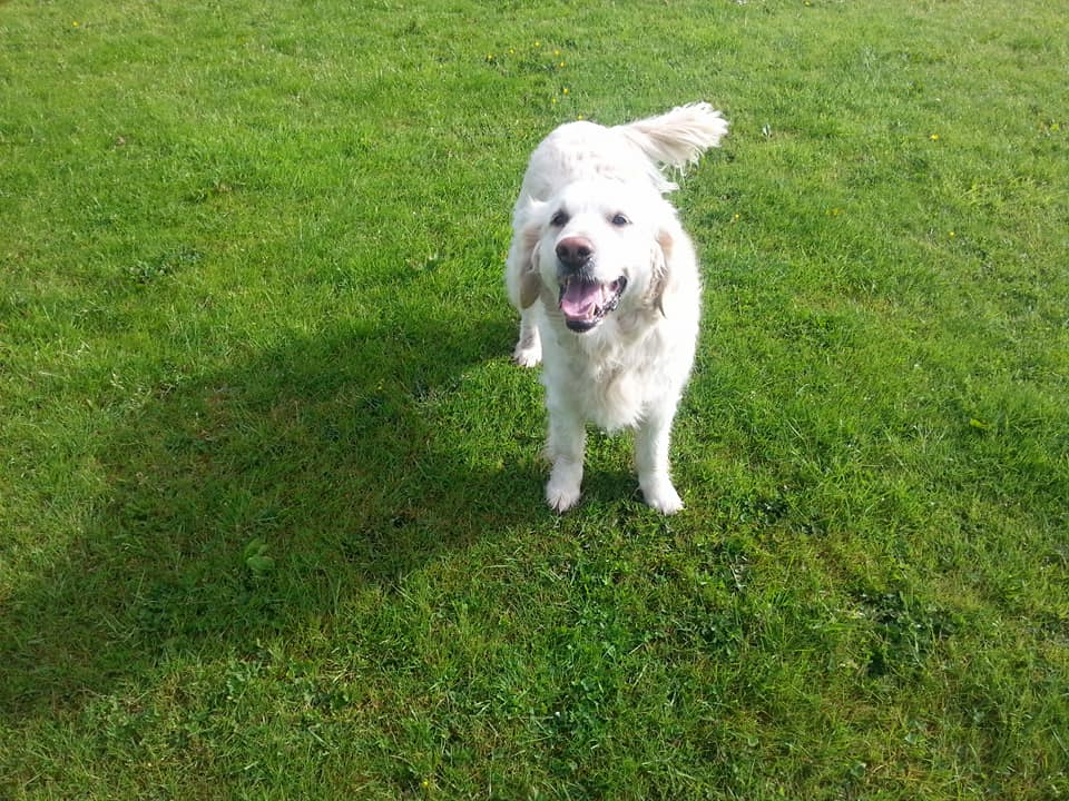 Furry Poppins Pet Care – Ballymena