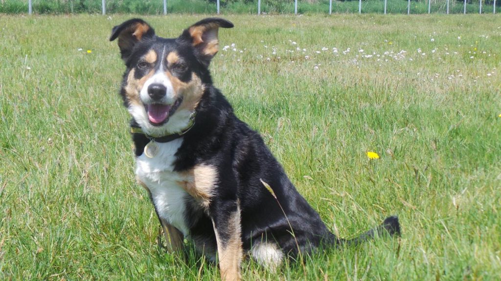 Extended Walking Area at Dogs Trust Ballymena