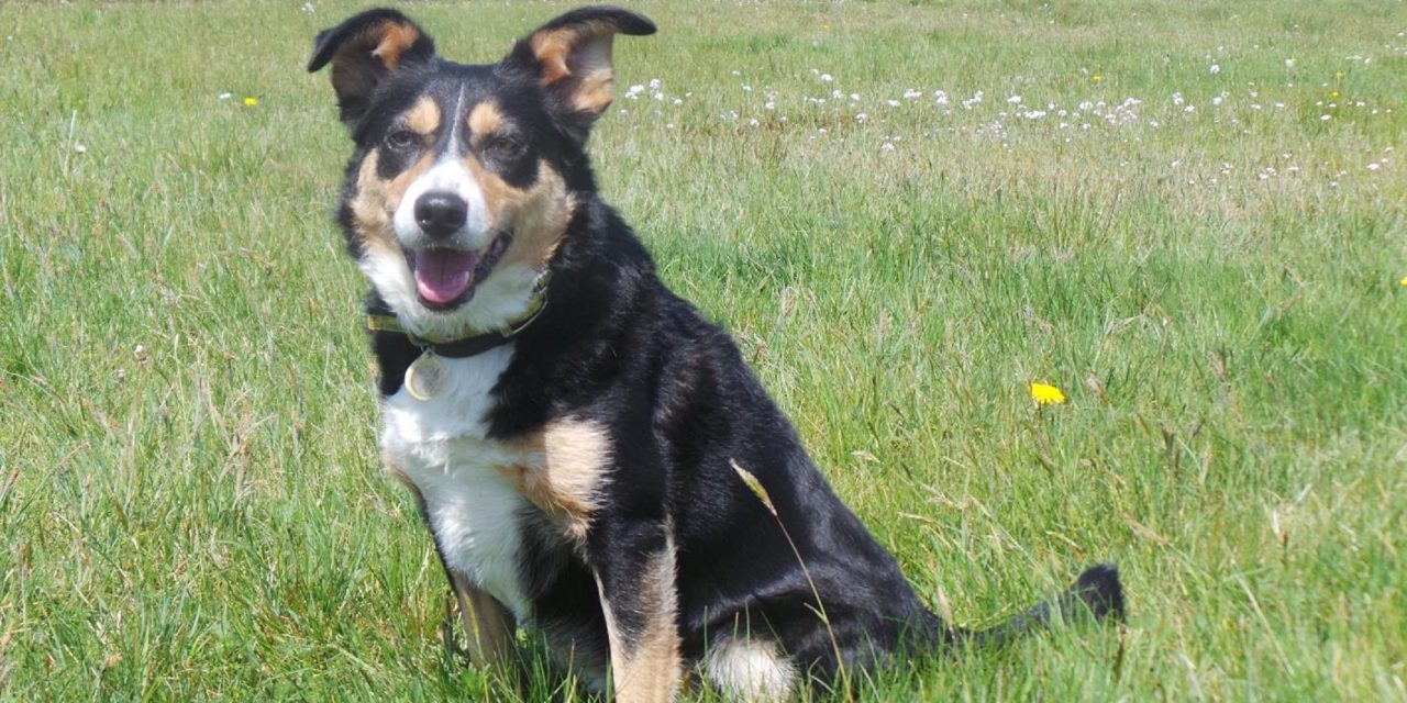 Extended Walking Area at Dogs Trust Ballymena