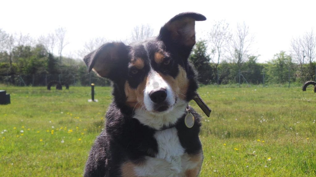 Extended Walking Area at Dogs Trust Ballymena