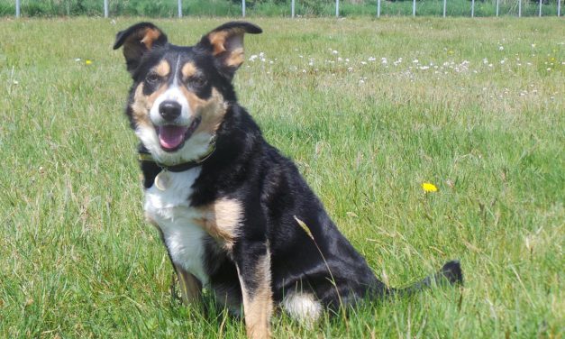 Extended Walking Area at Dogs Trust Ballymena