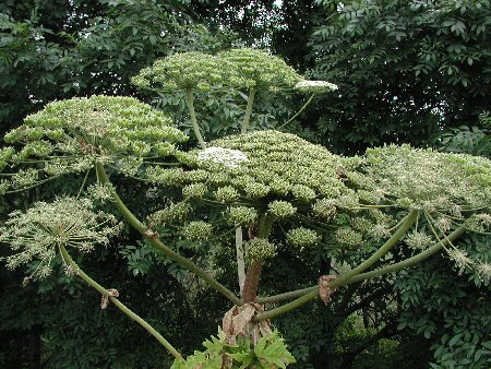 Giant hogweed - Ballymena