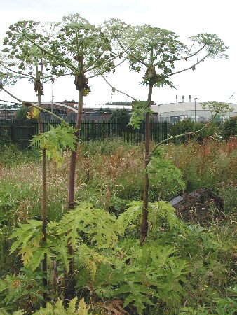 Giant hogweed - Ballymena