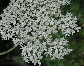 Giant hogweed – Ballymena