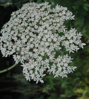 Giant hogweed – Ballymena