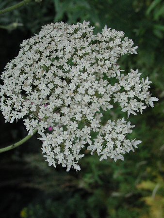 Giant hogweed – Ballymena