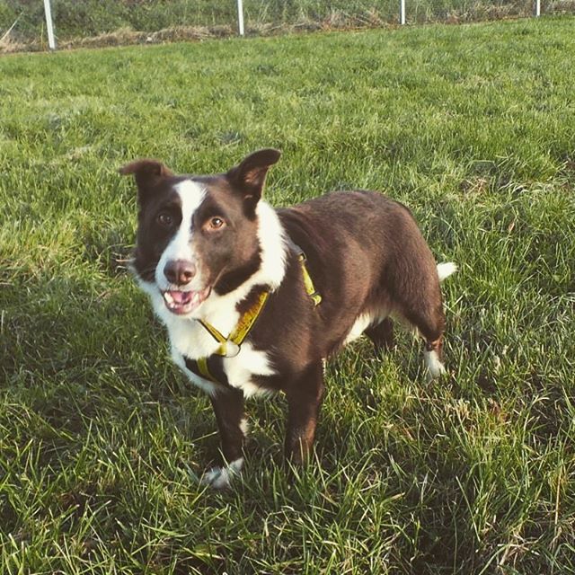 Follow Dogs Trust Ballymena on Instagram