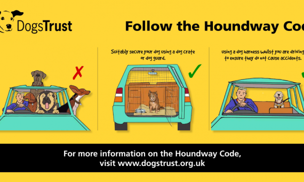 Dogs Trust Launches The Houndway Code Road Safety Campaign