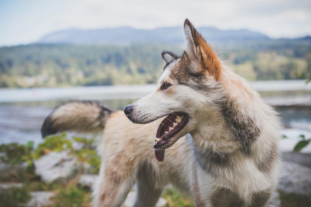 Grove Vets – Leptospirosis Vaccine Grove Vets – Leptospirosis Vaccine