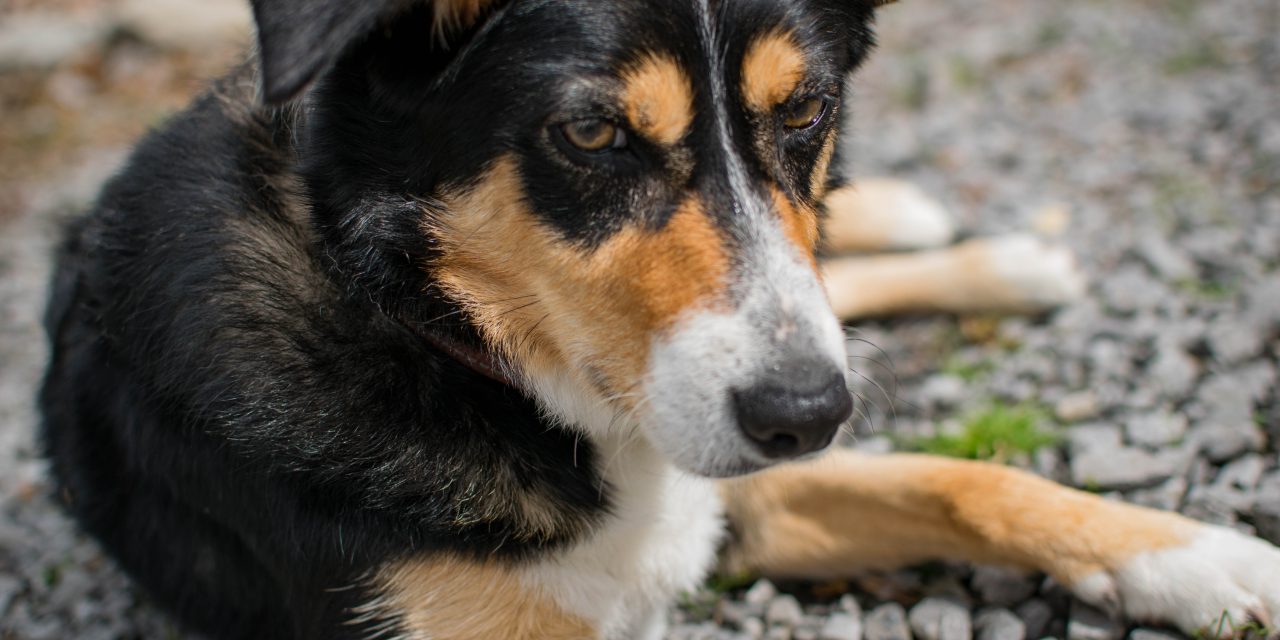 Happy-Ever-After For Polly – Dogs Trust Ballymena