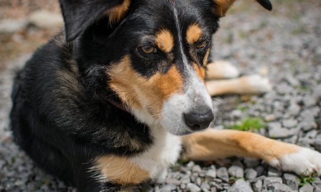 Happy-Ever-After For Polly – Dogs Trust Ballymena