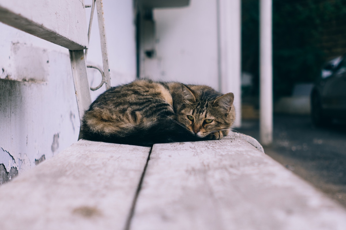 Dealing with the loss of a pet - Advice from Grove Vets Ballymena Dealing with the loss of a pet - Advice from Grove Vets Ballymena