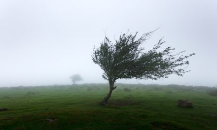 Hurricane Ophelia Help – Ballymena Today