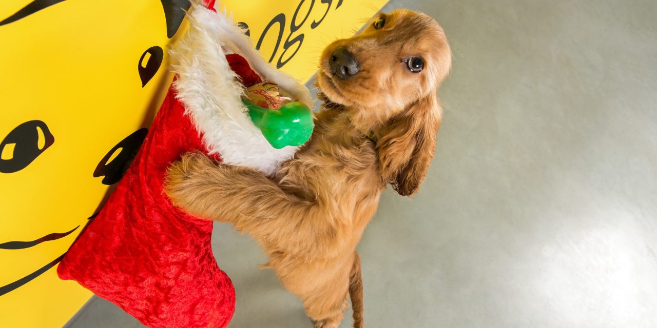 Dogs Trust Ballymena Annual Christmas Fair