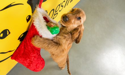 Dogs Trust Ballymena Annual Christmas Fair