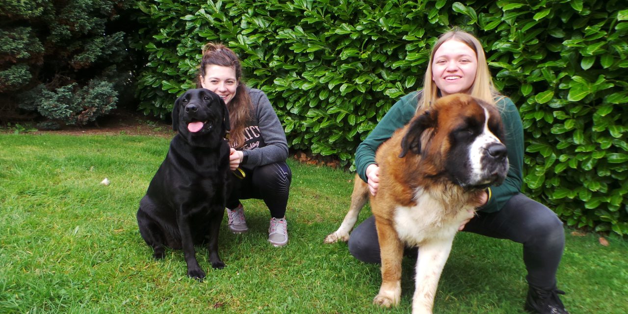 Twice The Love is Needed at Dogs Trust Ballymena