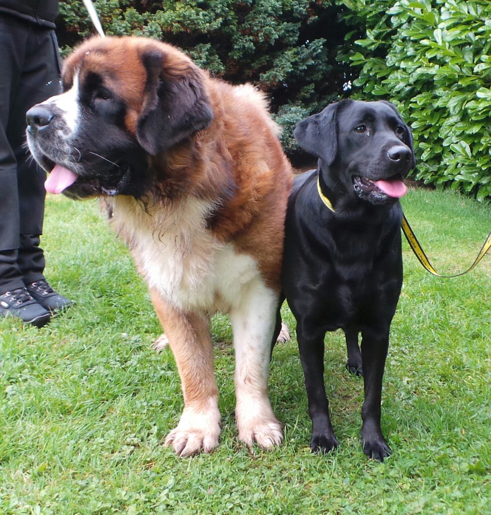 Twice The Love is Needed at Dogs Trust Ballymena