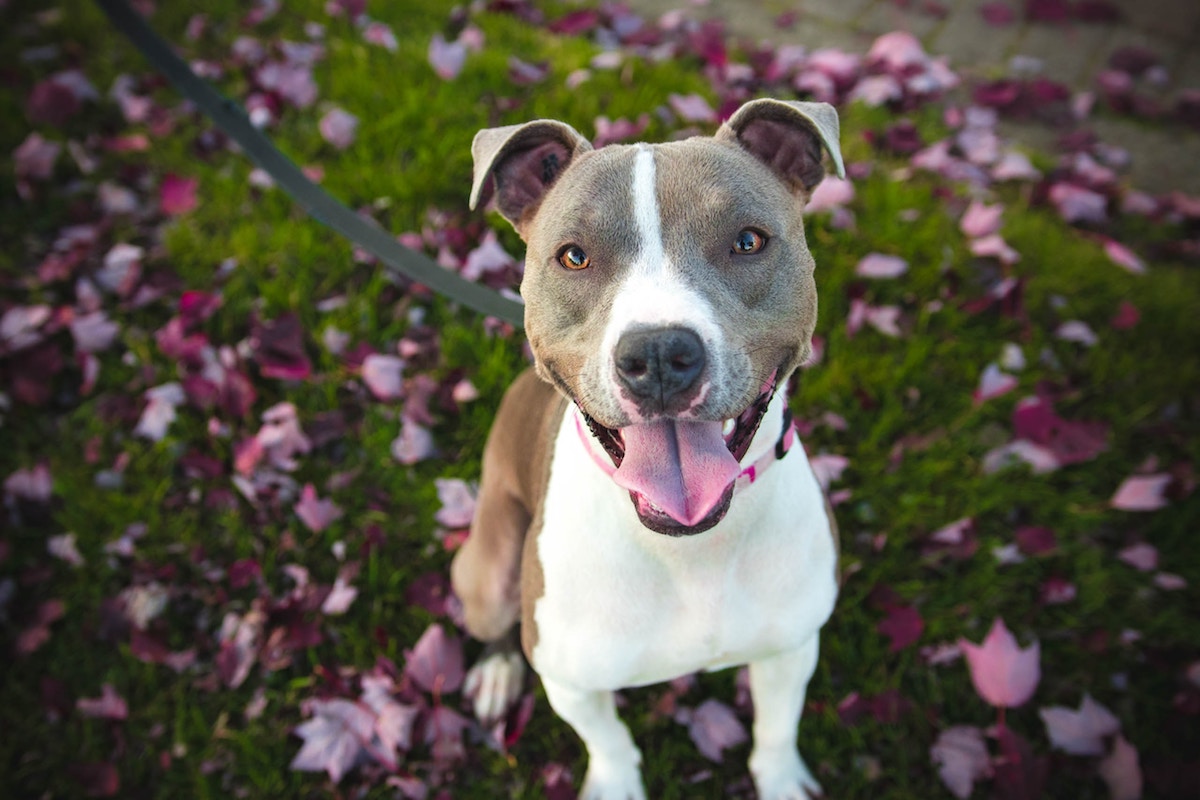 Protect your dog against Parvo Virus - Ballymena Protect your dog against Parvo Virus - Ballymena