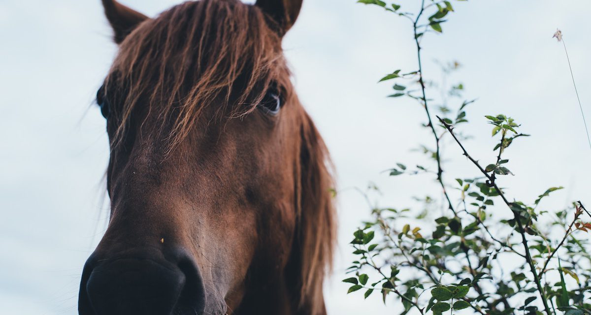 Health and Safety with Horses – free online course at CAFRE