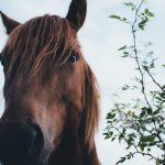 Health and Safety with Horses – free online course at CAFRE