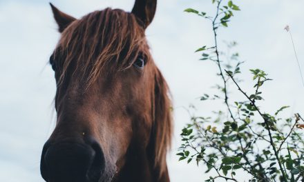Health and Safety with Horses – free online course at CAFRE