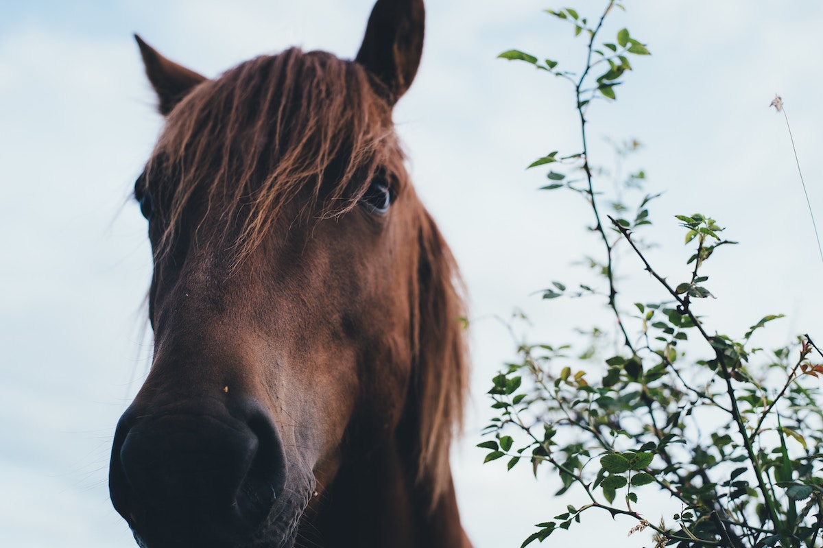 Health and Safety with Horses – free online course at CAFRE