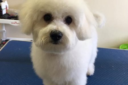 Dog grooming prepares your dog for summertime